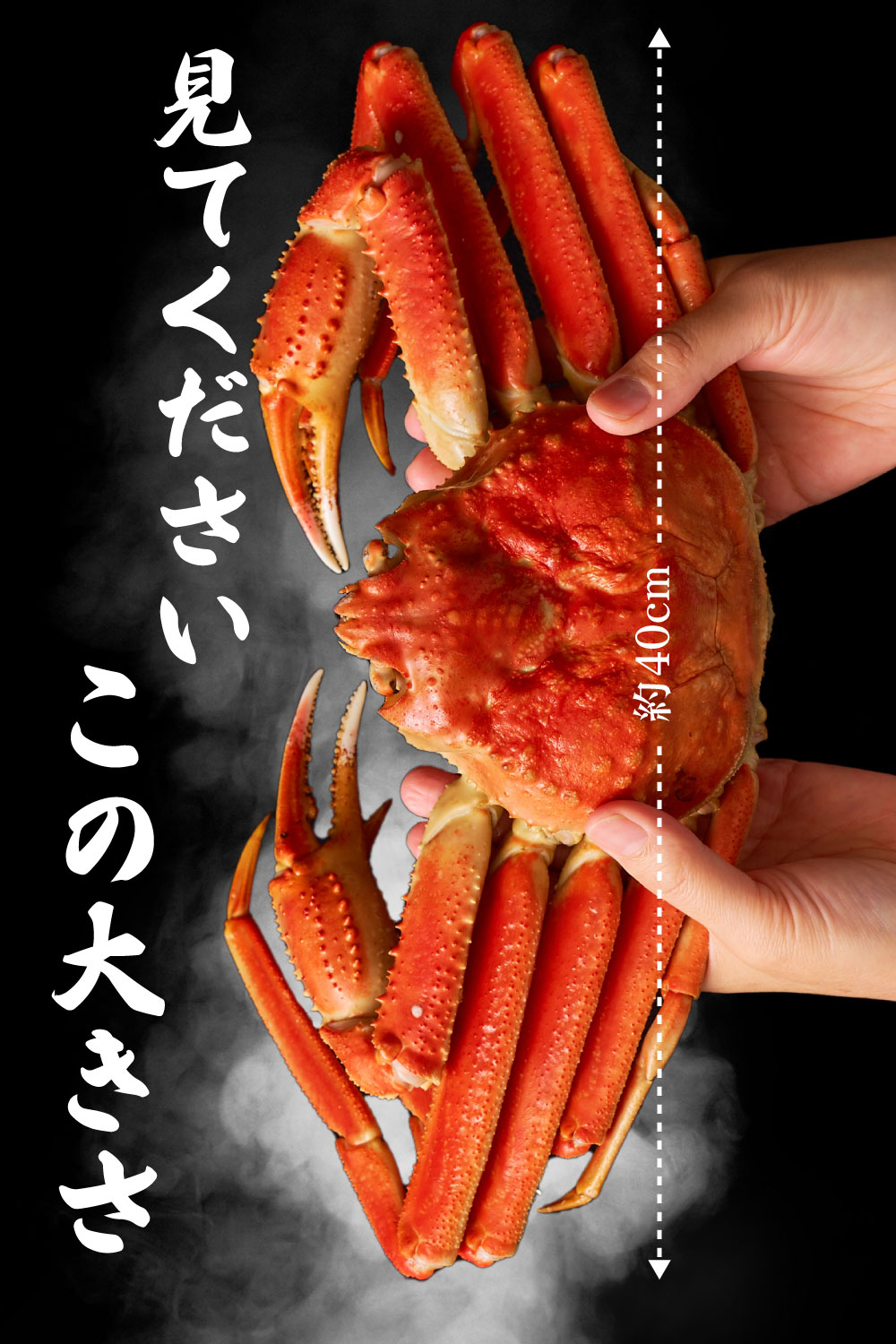 本ズワイガニ 姿 650g 2尾セット 特大 ズワイ蟹 ずわいがに ずわい蟹 カニ かに 海鮮 ギフト 札幌中央卸売市場 グルメ お取り寄せ お年賀 御年賀 バレンタイン【送料込】【冷凍便】