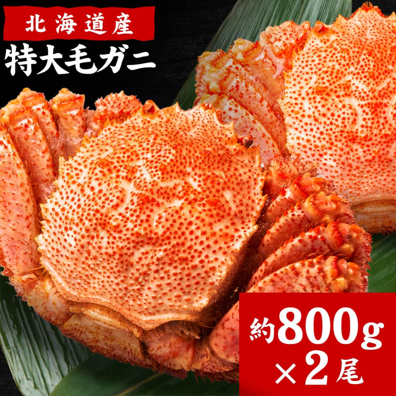 【海産物】北海道産 毛蟹 800g×2尾 ボイル済み 海鮮グルメ 札幌場外市場 お取り寄せ ギフト向け【送料込】【冷凍便】