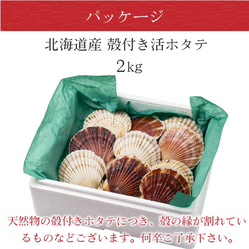 【海産物】北海道産 活ホタテ 殻付き 約2kg 刺身用 生食可【冷蔵便 生鮮品】