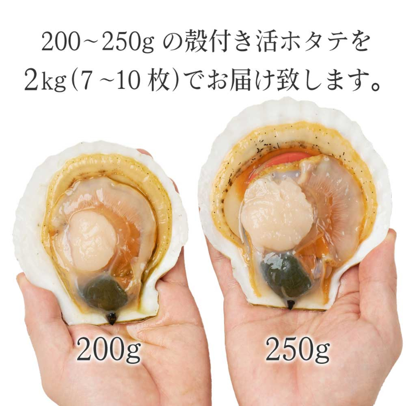 【海産物】北海道産 活ホタテ 殻付き 約2kg 刺身用 生食可【冷蔵便 生鮮品】